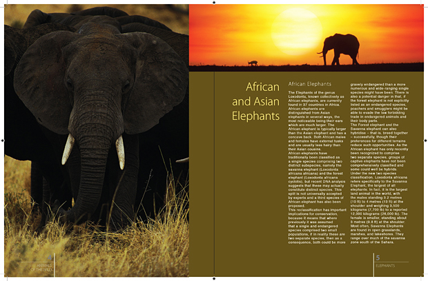 Elephant Article